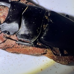 オオクワガタトリオ１
の画像