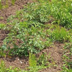 ミニトマトの苗あげますの画像