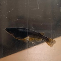 カイジ(オロチイエローフィン)メダカ卵　40個プラスおまけ約10個　外飼いの画像