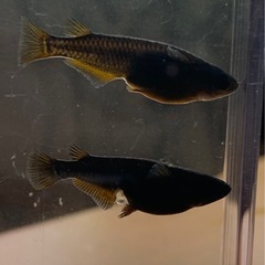 カイジ(オロチイエローフィン)メダカ卵　40個プラスおまけ約10個　外飼いの画像