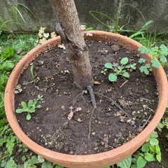 植物　柿の木(実生)約1.5mの画像