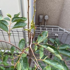 植物　柿の木(実生)約1.5mの画像