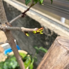 植物　トチノキ(実生)約2mの画像