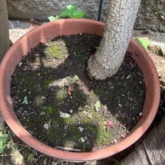 植物　トチノキ(実生)約2mの画像