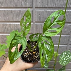 植物6鉢まとめの画像
