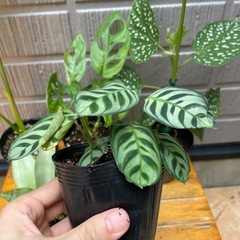 植物6鉢まとめの画像