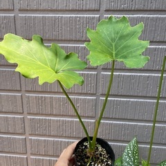 植物6鉢まとめの画像