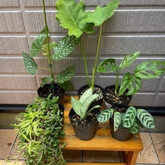 植物6鉢まとめの画像