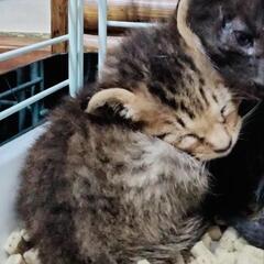 キジ【チビちゃん】0ヶ月 仔猫 