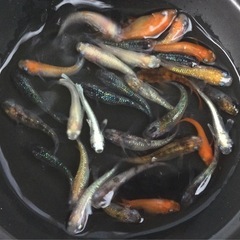 7月末までの特価！⭐️ミックスメダカ⭐️  30匹　お買い得です！