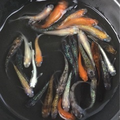 終了⭐️30 匹ミックスメダカ⭐️  お買い得です！の画像