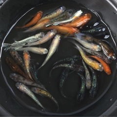 終了⭐️30 匹ミックスメダカ⭐️  お買い得です！の画像
