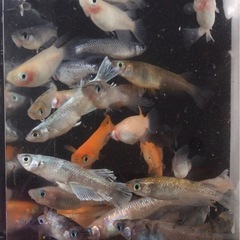 終了⭐️30 匹ミックスメダカ⭐️  お買い得です！の画像