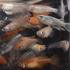 終了⭐️30 匹ミックスメダカ⭐️  お買い得です！の画像