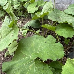 🌱🐒 ふき　蕗　フキ（終了です）の画像