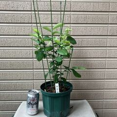 ブルーベリー挿し木苗 2年生（ラビットアイ系）B・ラヒNo2の画像