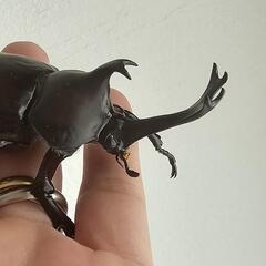 国産カブトムシ カブトムシ  ペア セットの画像