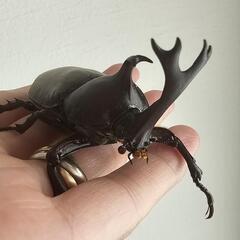 国産カブトムシ カブトムシ  ペア セットの画像