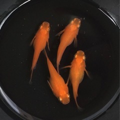 終了⭐️紅帝ダルマ⭐️ 2ペア　極上の画像