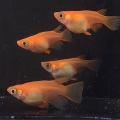 終了⭐️紅帝ダルマ⭐️ 2ペア　極上の画像