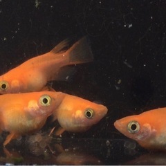 終了⭐️紅帝ダルマ⭐️ 2ペア　極上の画像