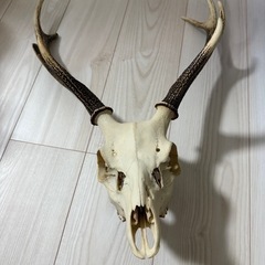 蝦夷鹿の中古が安い！激安で譲ります・無料であげます｜ジモティー