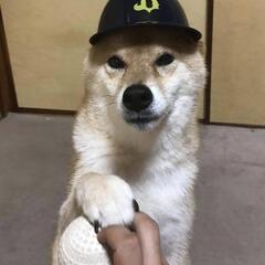 柴犬 - 犬