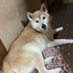柴犬 - 枚方市