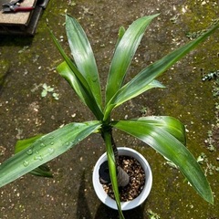 ユッカ② 植物　園芸　ガーデニングの画像