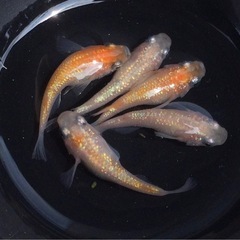 ⭐️王華系ダルマ⭐️ 5匹　