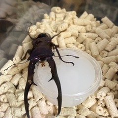 メタリフェルホソアカクワガタパープル系の画像