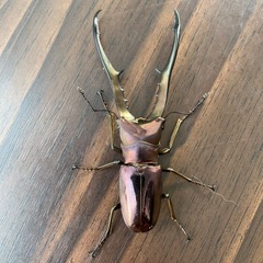 メタリフェルホソアカクワガタパープル系の画像