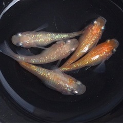 終了⭐️王華系ダルマ⭐️ 5匹　の画像
