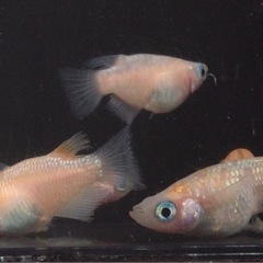 終了⭐️王華系ダルマ⭐️ 5匹　の画像
