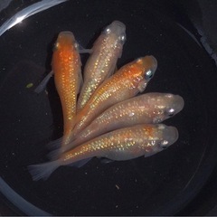 終了⭐️王華系ダルマ⭐️ 5匹　の画像