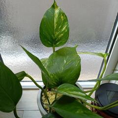 【お値下げ】カインズ観葉植物　ポトスの画像