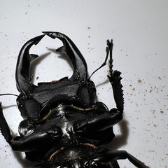 オオクワガタトリオ３の画像