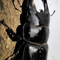 オオクワガタトリオ３の画像