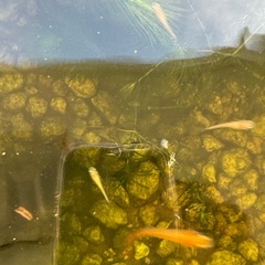 土日　ヒメダカ10匹、マツモ　アナカリス　エビ　中央区　晴海トリトン付近の画像