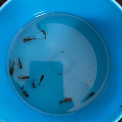 ローズテールオランダ　稚魚　の画像