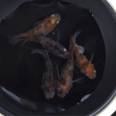 ⭐️三色ダルマ⭐️ 5匹　オリジナルですの画像
