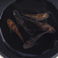 ⭐️三色ダルマ⭐️ 5匹　オリジナルですの画像