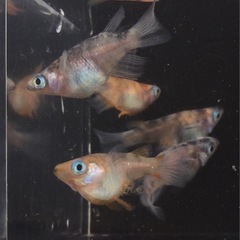 ⭐️三色ダルマ⭐️ 5匹　オリジナルですの画像