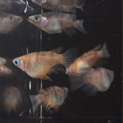 ⭐️三色ダルマ⭐️ 5匹　オリジナルですの画像