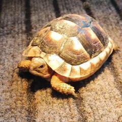 リクガメ飼育始めました。