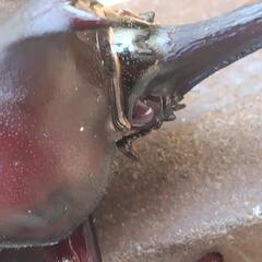 売れました　国産カブトムシ　弥栄産　レッドアイ　カブトムシ　ペア　④の画像