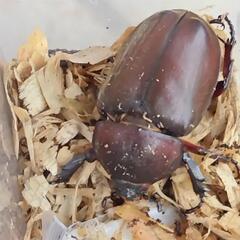 売れました　国産カブトムシ　弥栄産　レッドアイ　カブトムシ　ペア　④の画像