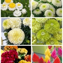 アスター ･百日草などの花苗 ポット苗 28個セットの画像