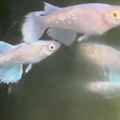 メダカの稚魚各種
の画像