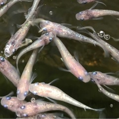 メダカの稚魚各種
の画像